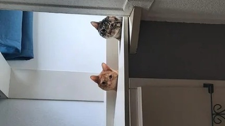 Two cats staring down from a staircase at the camera.