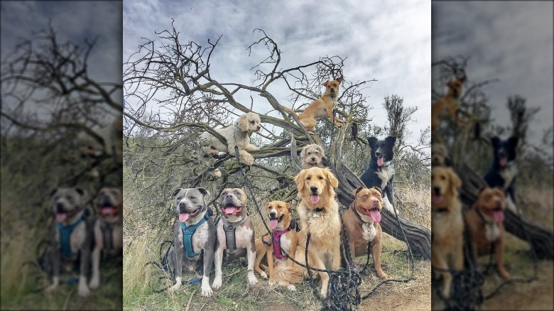 Dogs in trees are the real branch managers