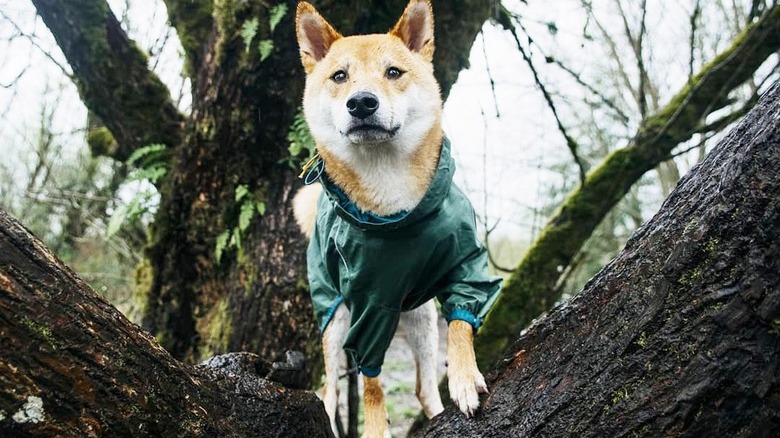 Dogs in trees are the real branch managers