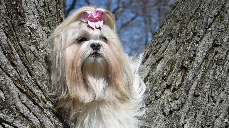 Dogs in trees are the real branch managers