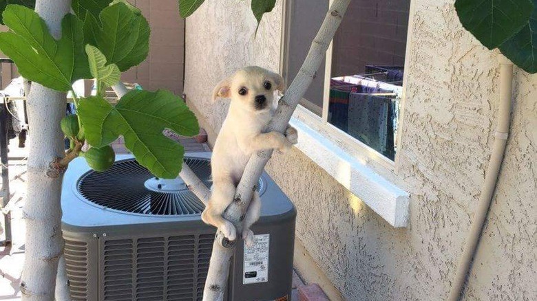 Dogs in trees are the real branch managers