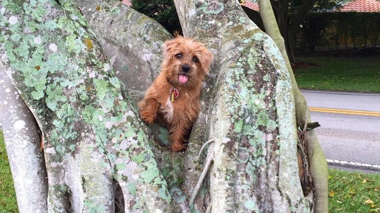 Dogs in trees are the real branch managers