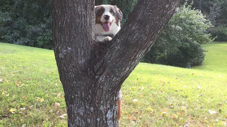 Dogs in trees are the real branch managers