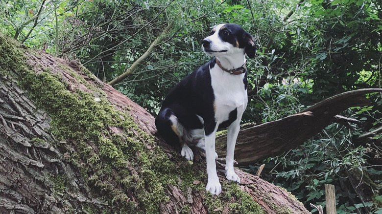 Dogs in trees are the real branch managers