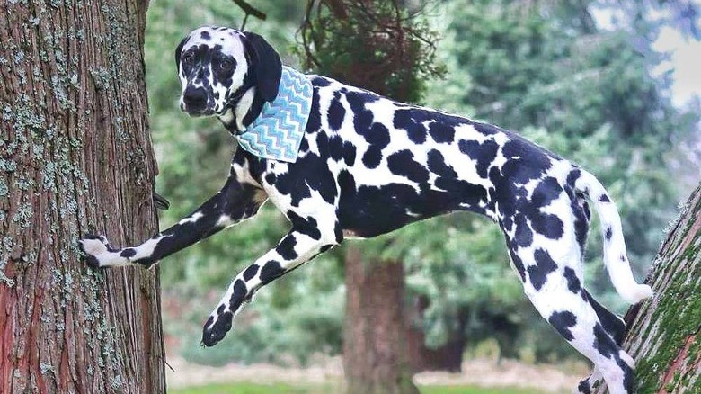 Dogs in trees are the real branch managers