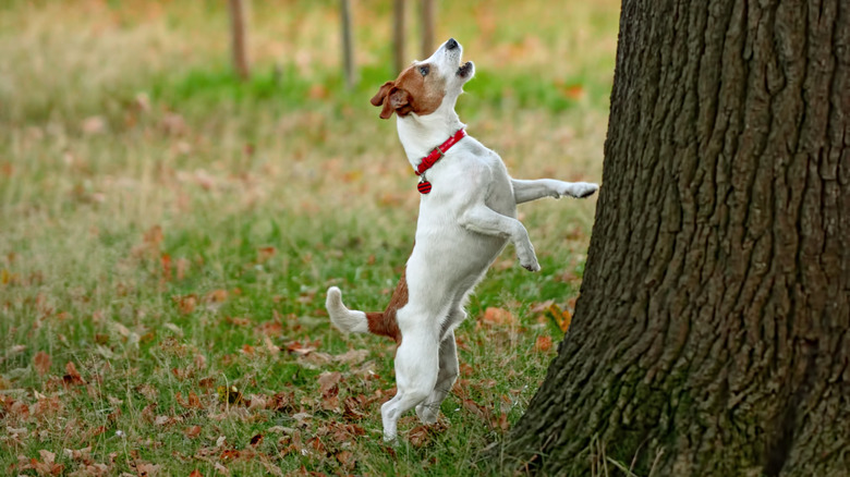 Dogs in trees are the real branch managers