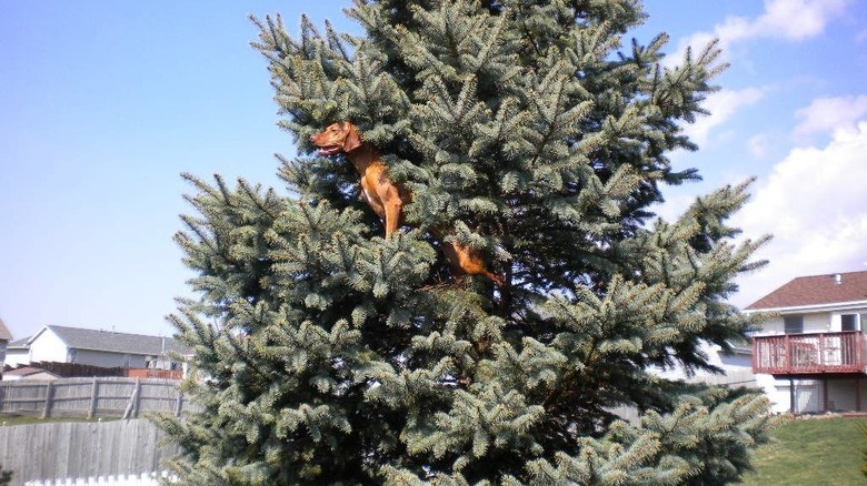 Dogs in trees are the real branch managers
