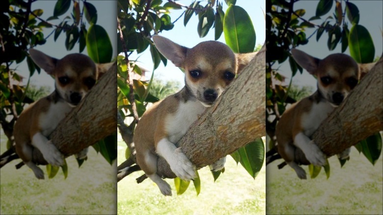 Dogs in trees are the real branch managers