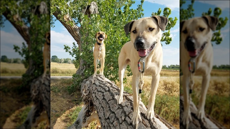 Dogs in trees are the real branch managers