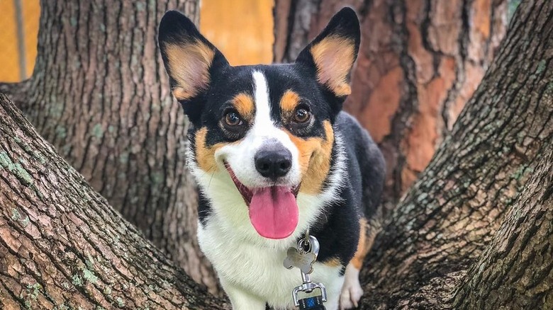 Dogs in trees are the real branch managers