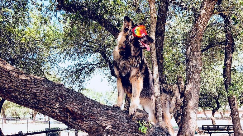 Dogs in trees are the real branch managers