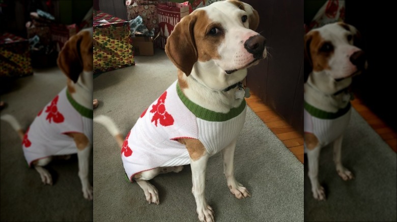 skeptical-looking dog in Christmas sweater