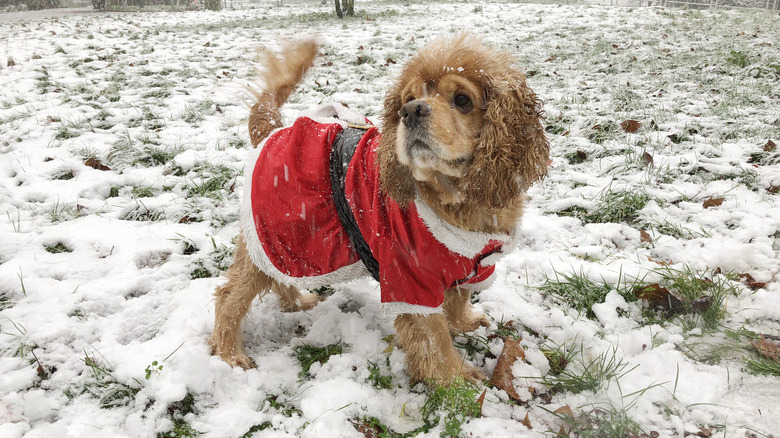 American Cocker Spaniel Dog dressed as Santa Claus