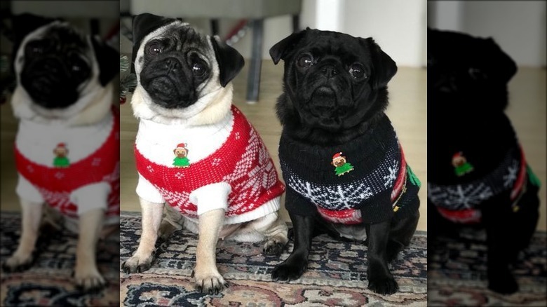pugs in sweaters