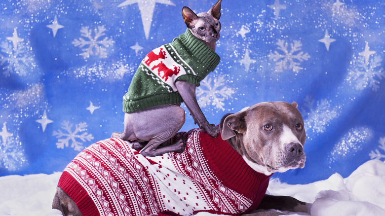 Holiday portrait of a Pitbull and a Sphynx cat in Christmas sweaters with blue snow flake background