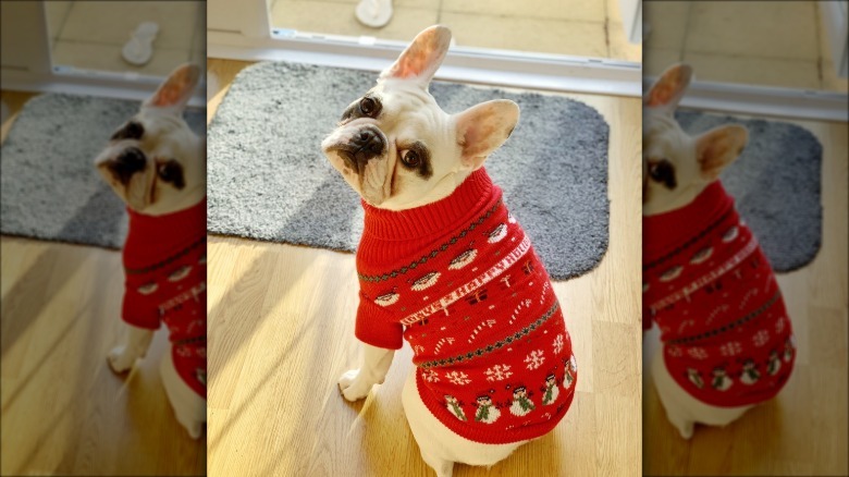 Pied French Bulldog puppy in red knitted Christmas jumper waiting by the door