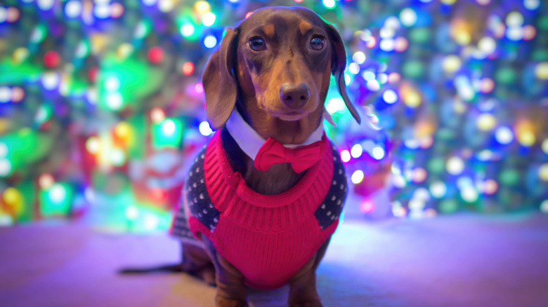 Dog with a bow tie at Christmas