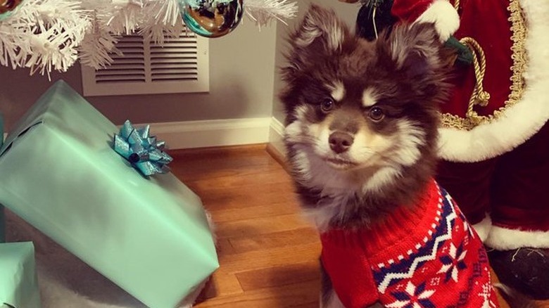 cute dog in Christmas sweater next to Christmas tree