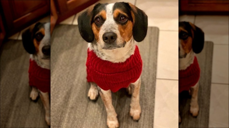 cute dog in red sweater