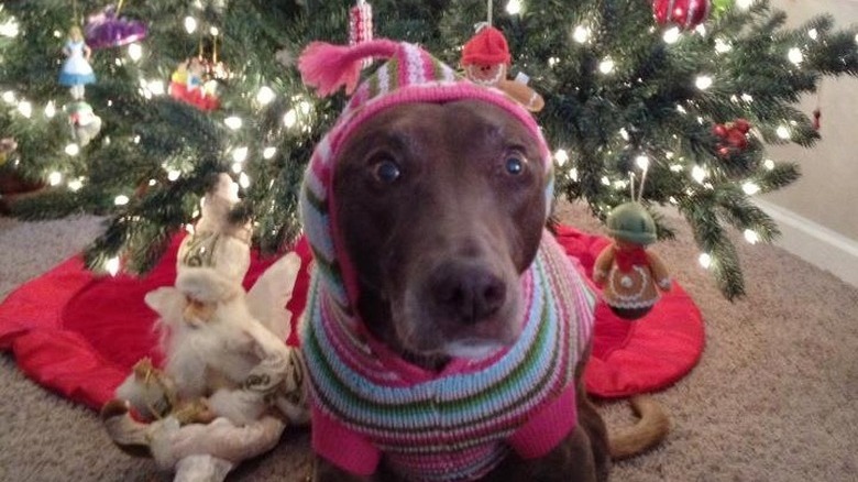 excited dog in hooded sweater in front of Christmas tree