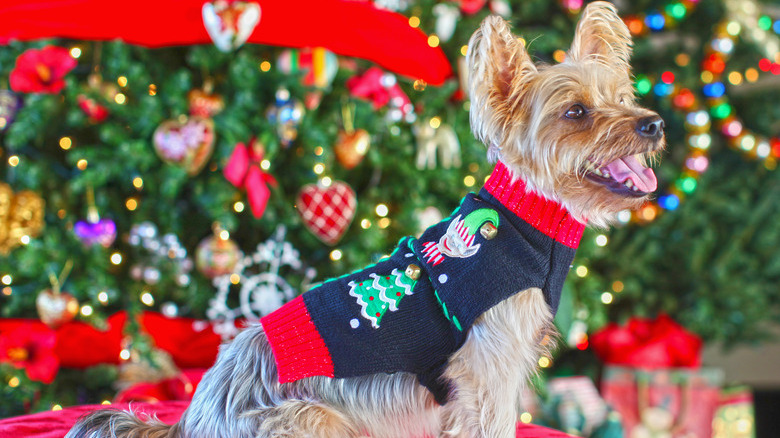 All Dressed up for the Holidays