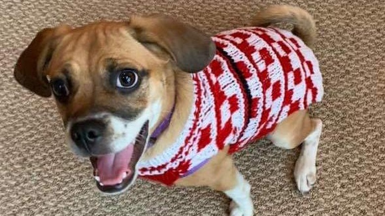 excited puggle dog in red and white sweater