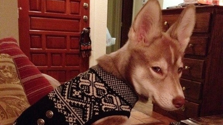 grumpy dog in Christmas sweater