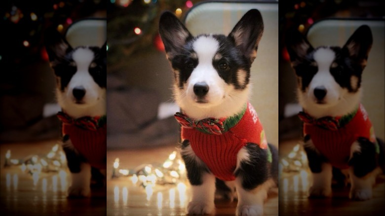 Corgi in sweater