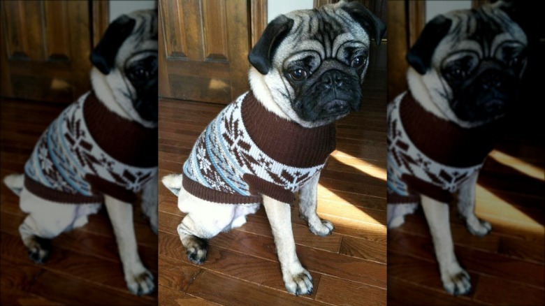 pug in a christmas sweater