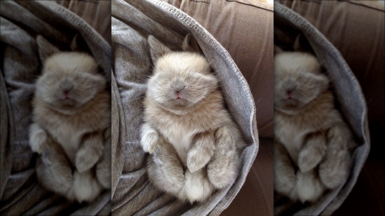 Baby Bunnies Sleeping Like Weirdos
