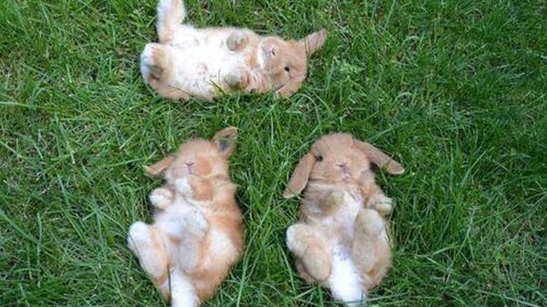 Baby Bunnies Sleeping Like Weirdos