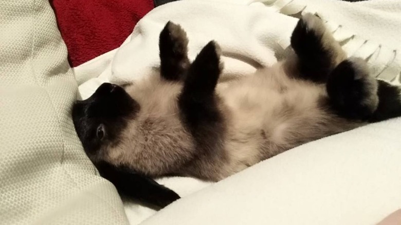 bunny sleeping on back