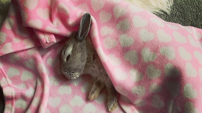 bunny sleeping in a blanket