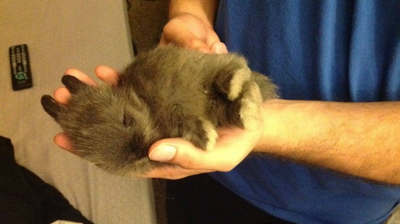 Baby Bunnies Sleeping Like Weirdos