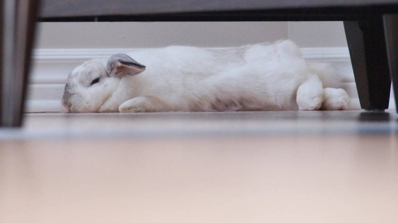 bunny sleeps under chair