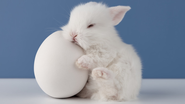 Bunny sleeping on an egg