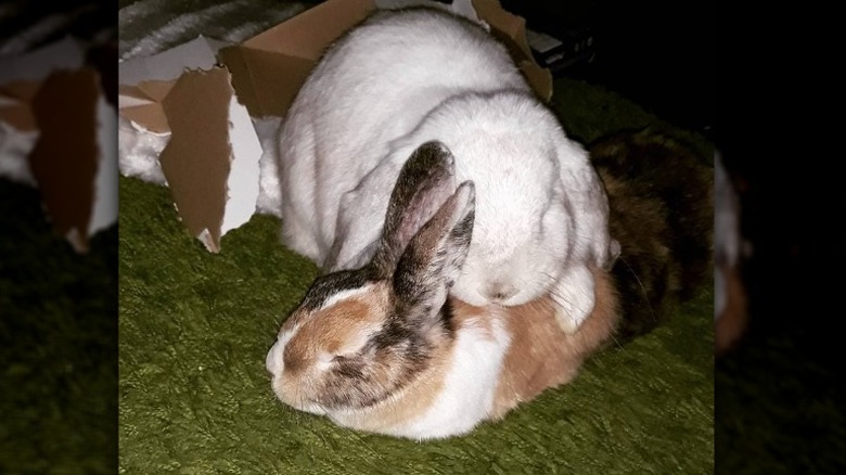 bunny uses other bunny as pillow