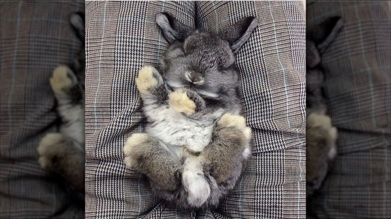 Baby Bunnies Sleeping Like Weirdos