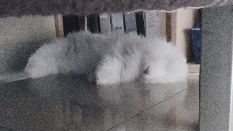 bunny sleeping under chair