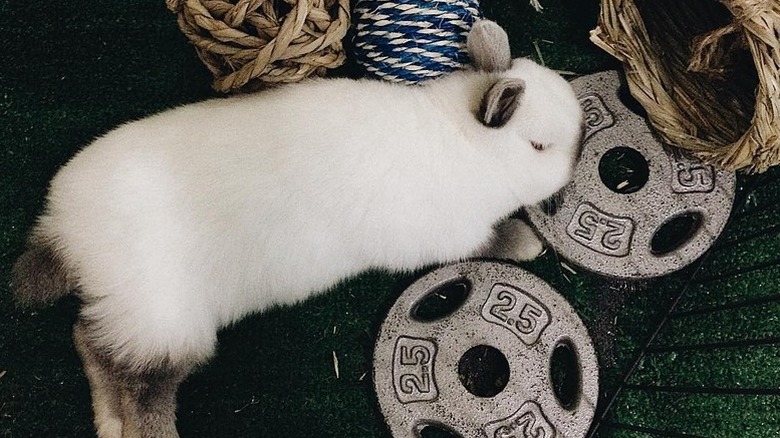 bunny sleeping next to weights for lifting