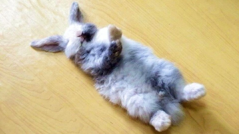 Baby Bunnies Sleeping Like Weirdos