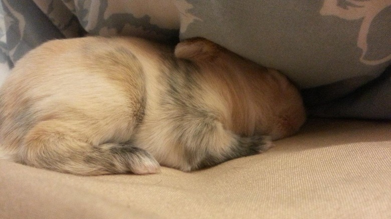 Baby Bunnies Sleeping Like Weirdos