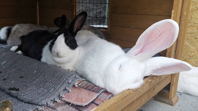 two giant bunnies sleeping