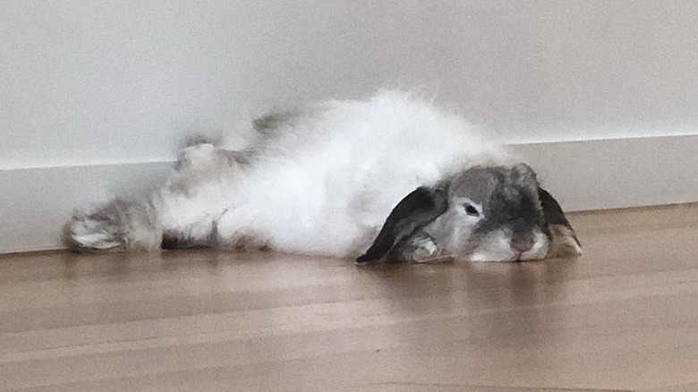 sleeping bunny just wants to sleep