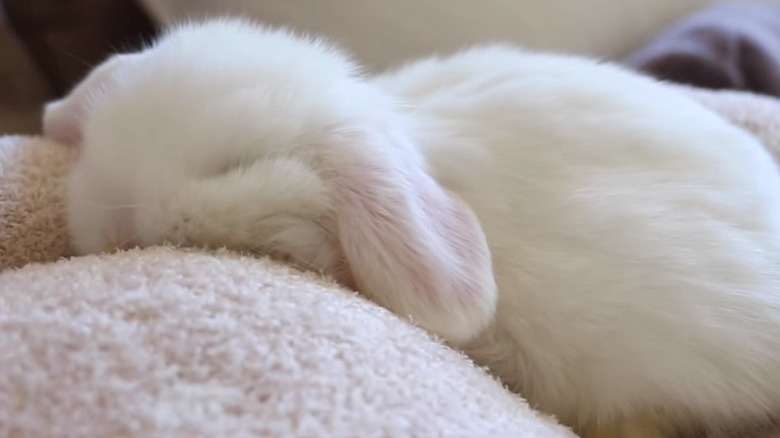 Baby Bunnies Sleeping Like Weirdos