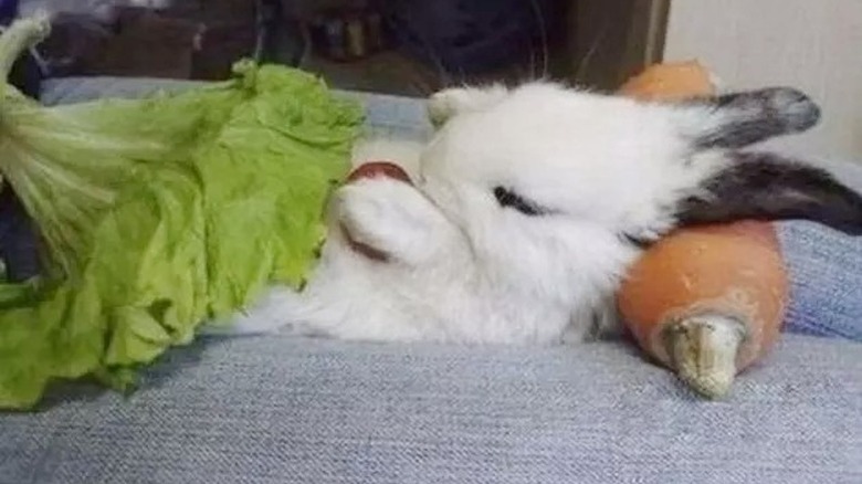bunny sleeps in a bed made of lettuce and carrot
