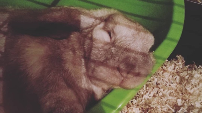 bunny sleeps in position that doesn't look comfortable