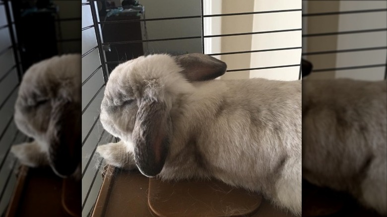 bunny sleeps in crate