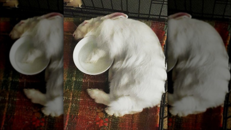 bunny sleeps with paw in water bowl
