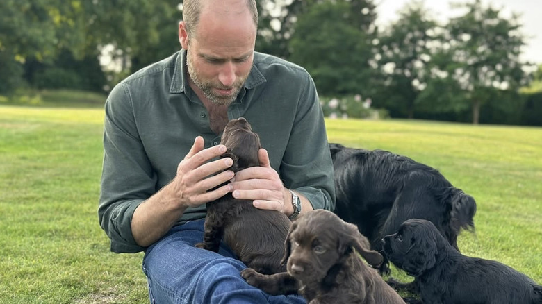 Prince William meets new family puppies on Instagram.